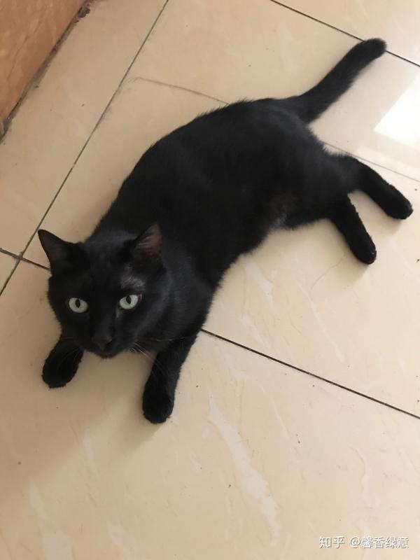 养品种猫和土猫的体验会有多大不同?