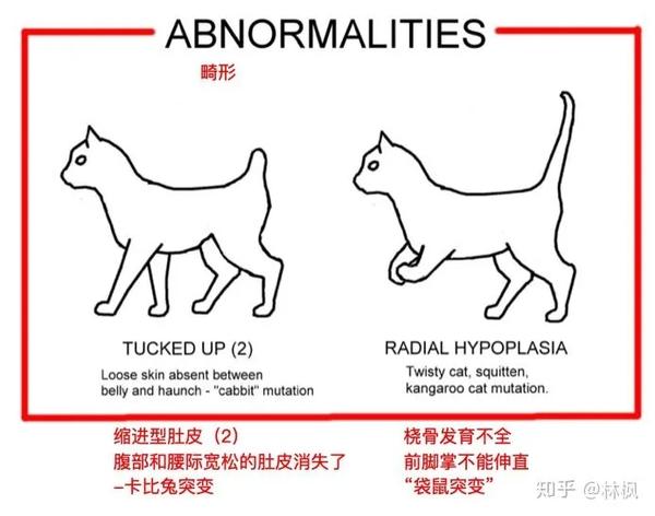 猫咪体型毛发和身体各部位种类汇总表