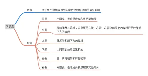 小白医学生笔记 (9)局部解剖学 | 打油诗 思维导图