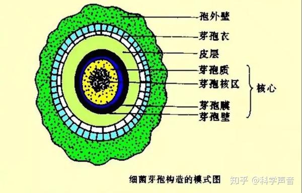 另一个研究,却是一头扎进了一个全新的领域,这就是对 细菌芽孢的研究