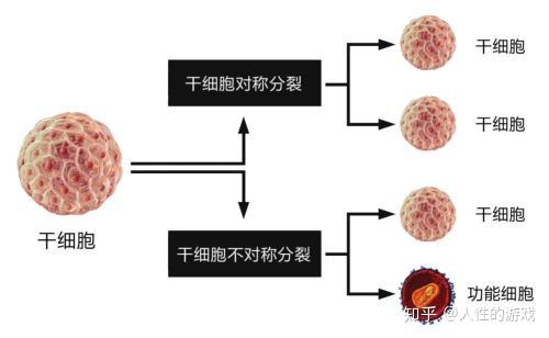 造血干细胞扁平骨不对称分裂血液的功能溶血