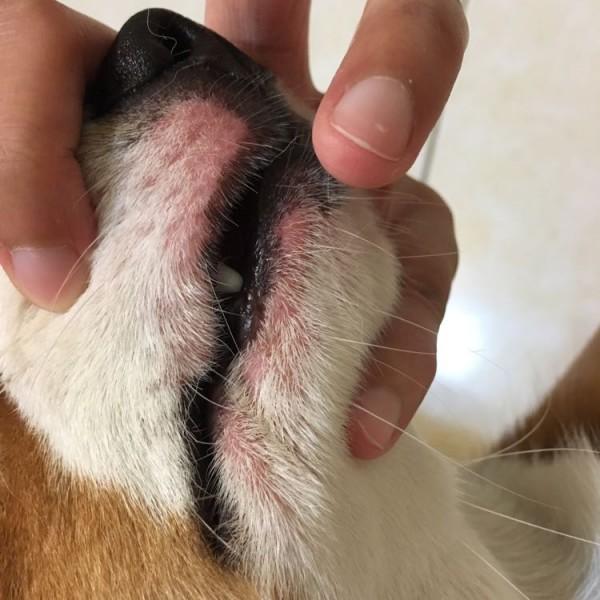狗狗嘴巴边发红是怎么回事啊该怎么办