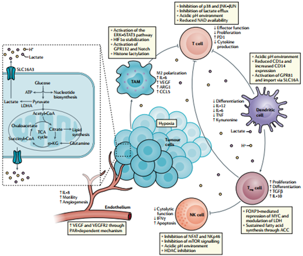 nat rev immu| 炎症性疾病微环境产生乳酸参与肿瘤微环境的免疫反应