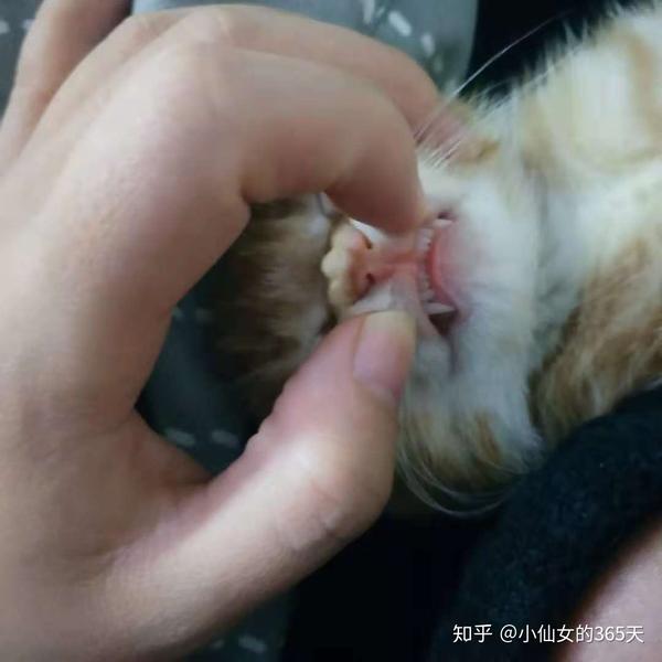 三个月小猫咬人特别凶怎么办?