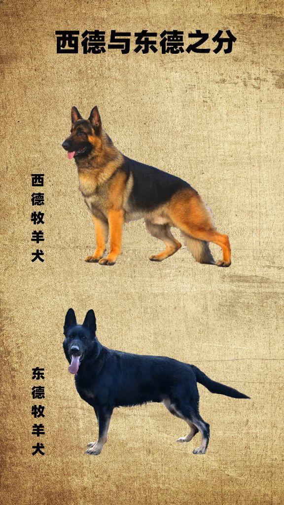 黑贝牧羊犬价格,德国牧羊犬价格