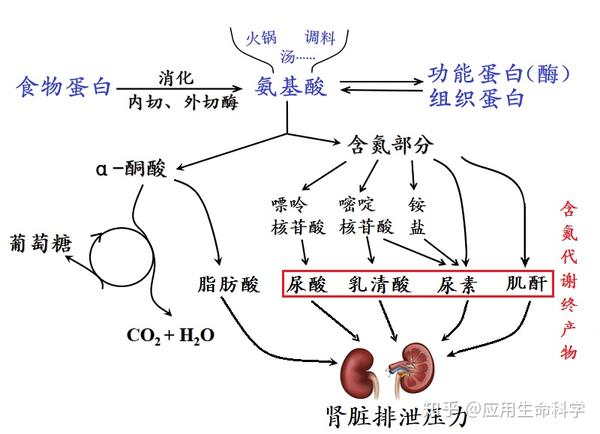 过量蛋白组实验动物的指标数据表明 其体内产生的含氮代谢终产物已