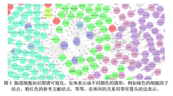 医学人工智能 | 肠道细胞知识图谱构建研究