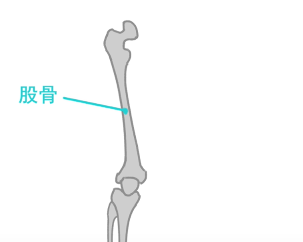 它是人体最长最强壮的骨骼,它略微倾斜,形成了大腿部外轮廓的弓形