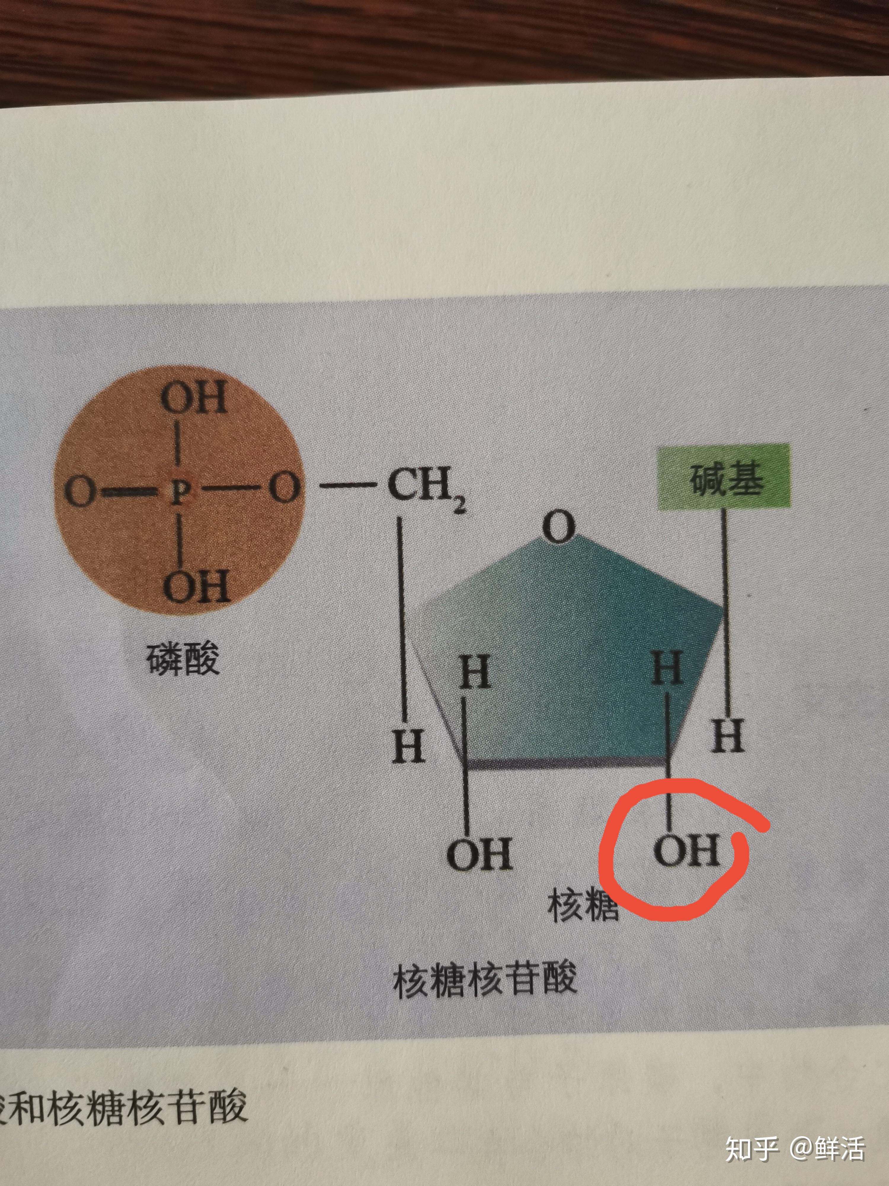 为什么dna中是脱氧核糖核苷酸而不是核糖核苷酸