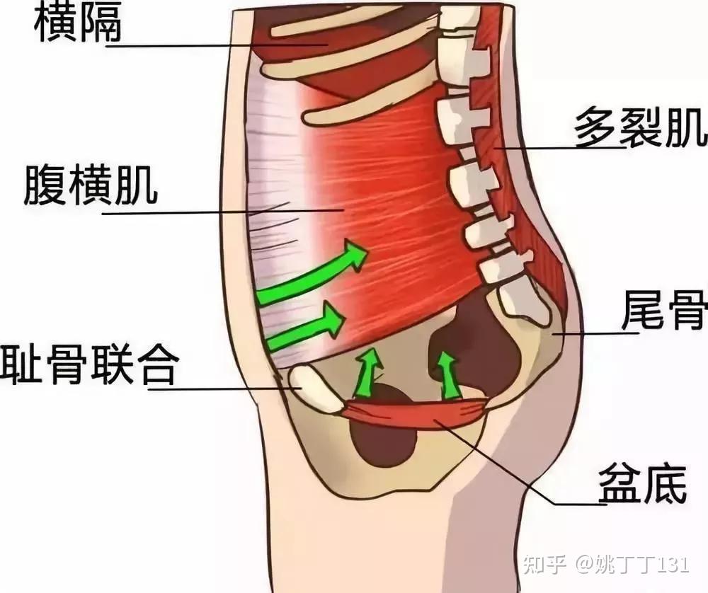 当盆底肌受损时,整个核心肌群就会出现"缺口".