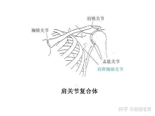 肩膀脱臼能像古装片一样,一抖就好?医生:满足1个条件你也可以