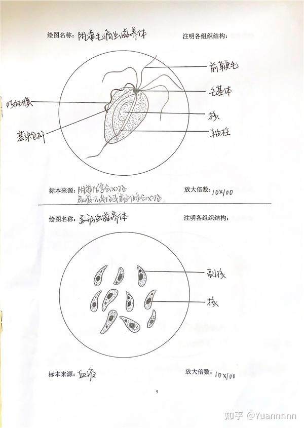 人体寄生虫学 手绘图及组织结构标注 分享参考