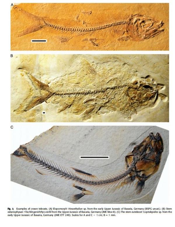三叠纪和侏罗纪的真骨鱼化石.