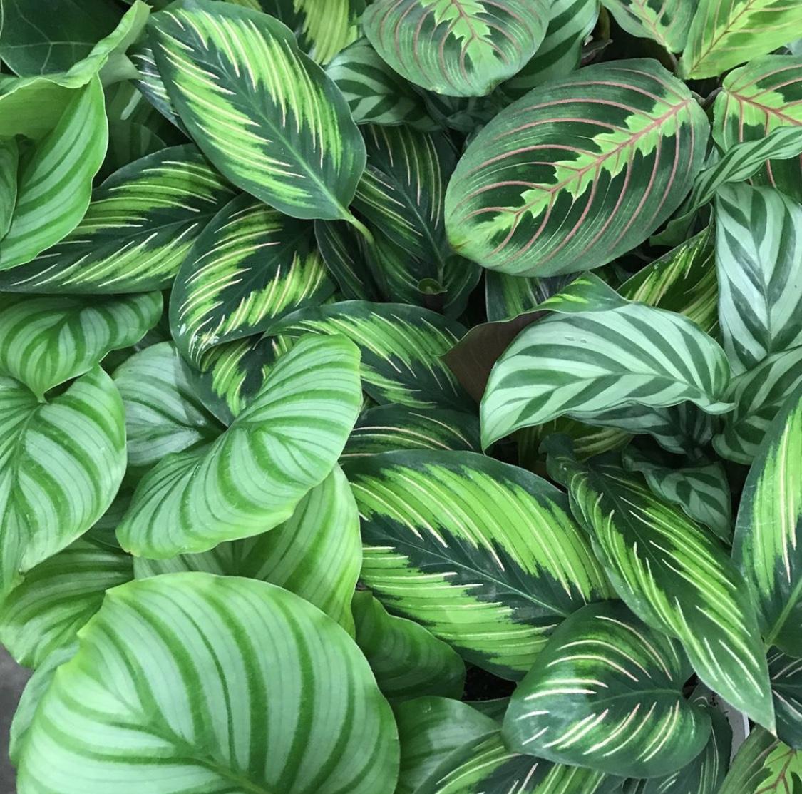 竹芋,火爆ins的网红植物,国内常见的20个品种整理