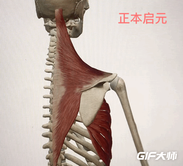颈肩功能锻炼——肩胛骨灵活度运动方法