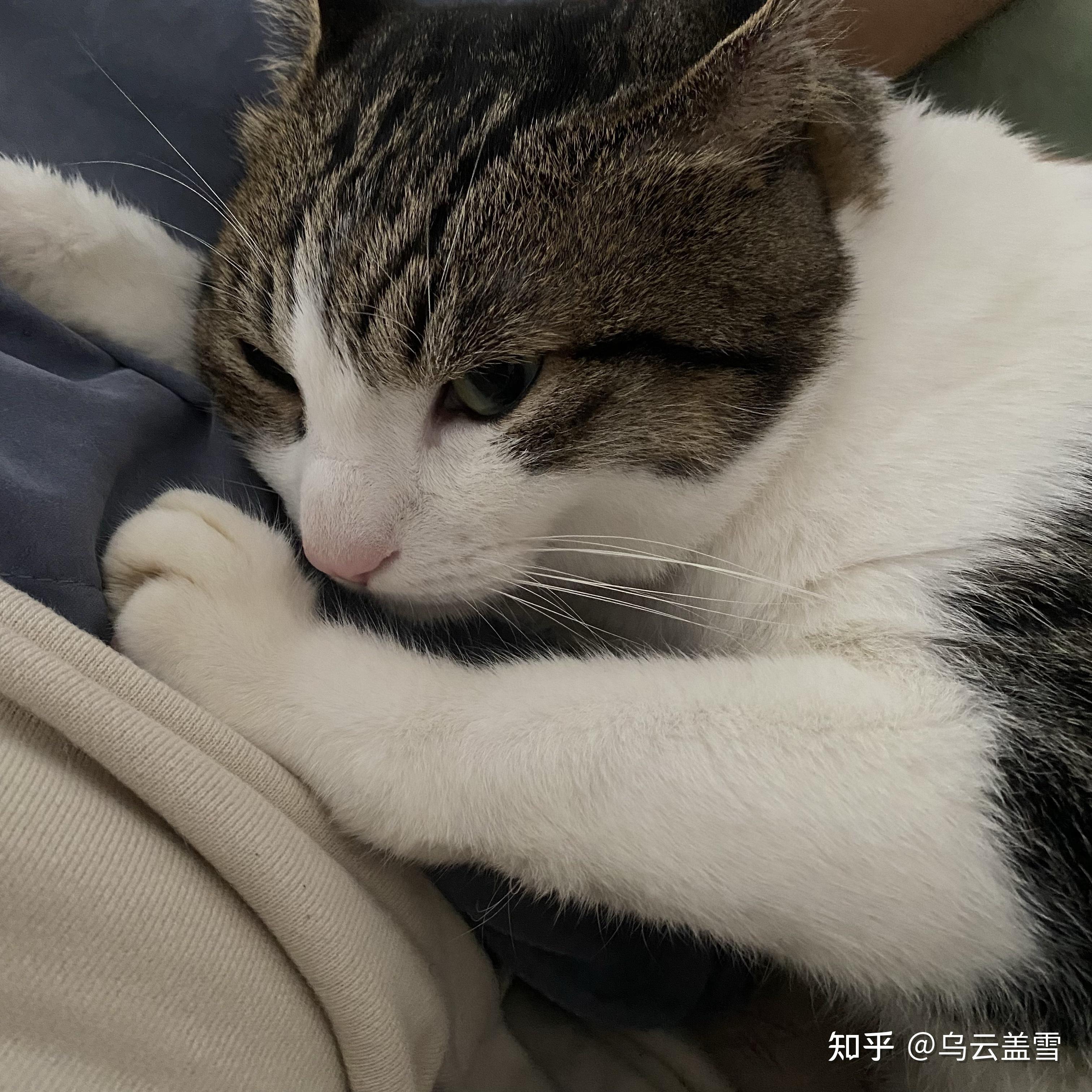 狸花猫是小时候更可爱还是长大了更可爱