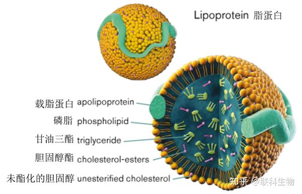 脂蛋白结构及成分脂蛋白 包括乳糜微粒(cm),极低密度脂蛋白(vldl),低