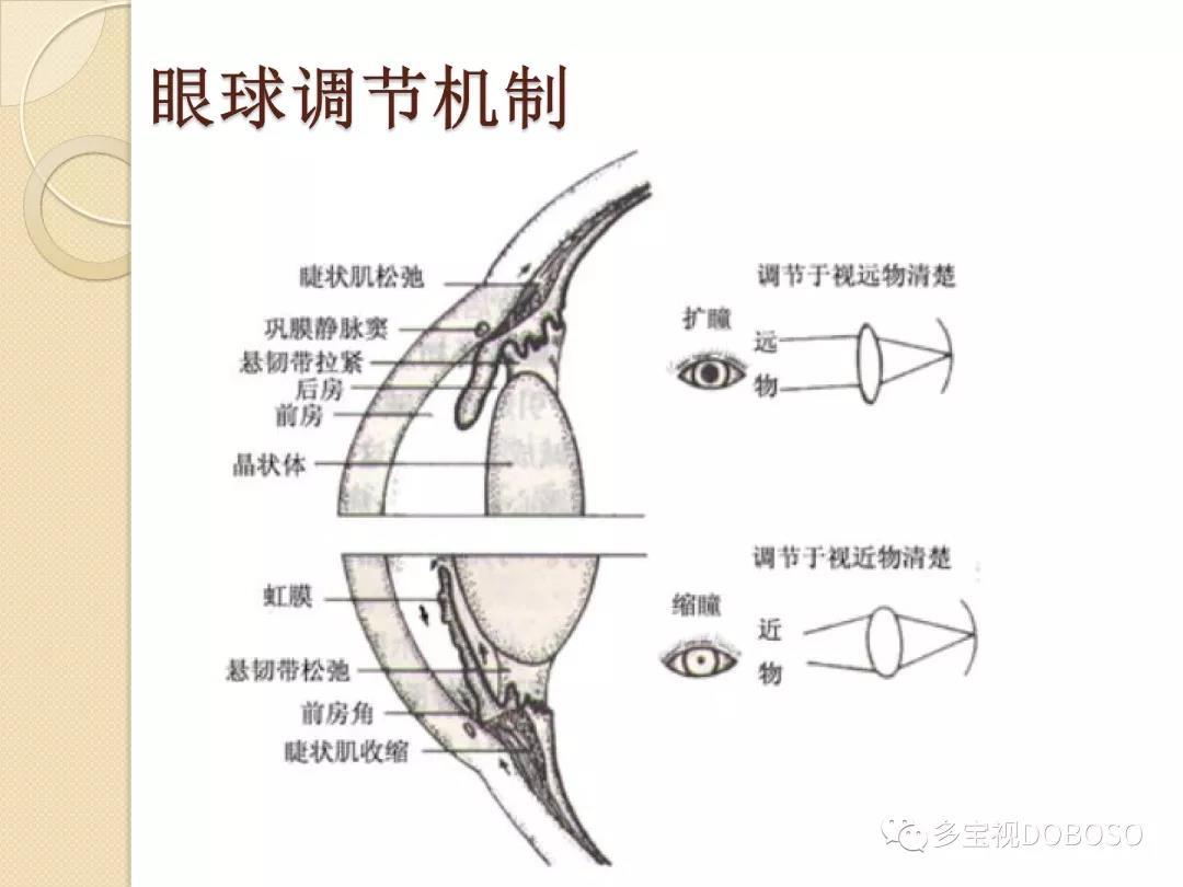 当我们要看远时,睫状肌要放松的时候,睫状肌放松不下来,晶体无法调节