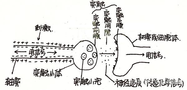 电信号从受刺激处向两边传导,化学信号通过神经递质从前膜到后膜