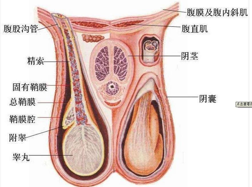 国友堂中医讲男性前阴病子痈