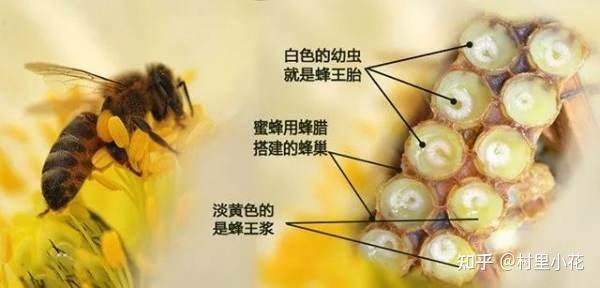 2021年蜂王胎推荐:蜂王胎有用吗,蜂王胎哪个牌子好【2