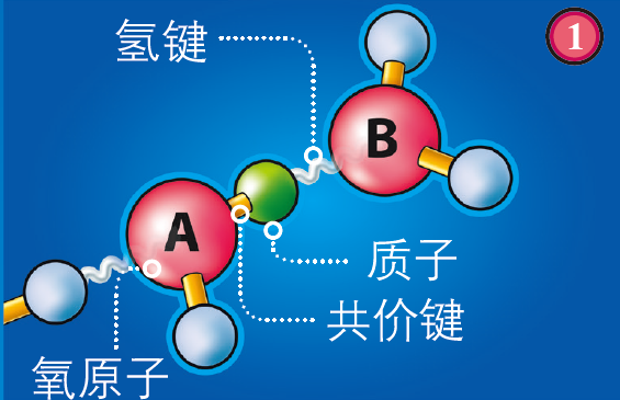 a 与氢原子在同一个水分子中,以共价键相连;b 则与氢原子以氢键相连