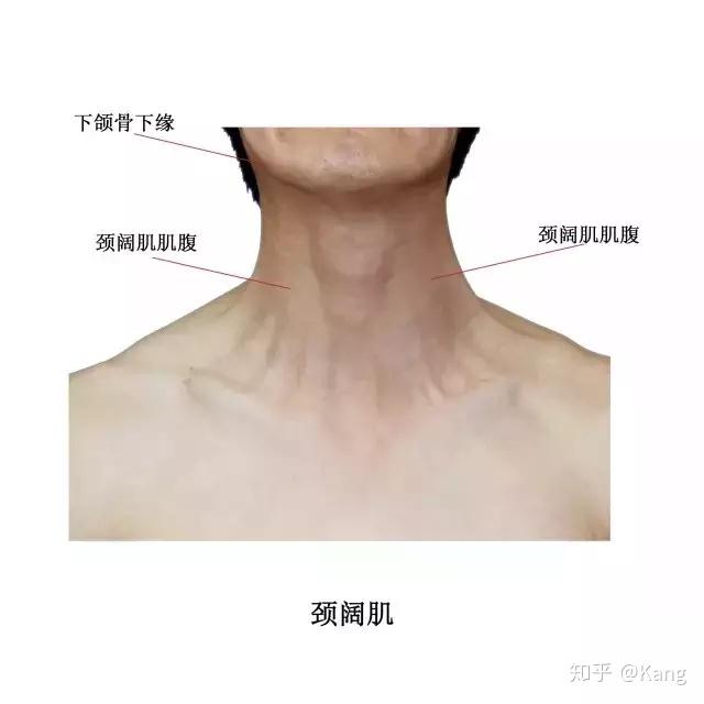 胸锁乳突肌 部位:位于颈阔肌深面,两侧颈部外侧,分为胸骨部和锁骨部.