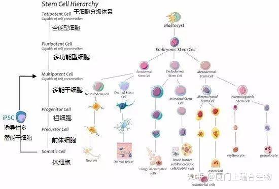 身体里的再生细胞可以根据能力来进行分类,其中 再生能力最强是全能型