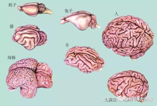 人的大脑皮质功能区图