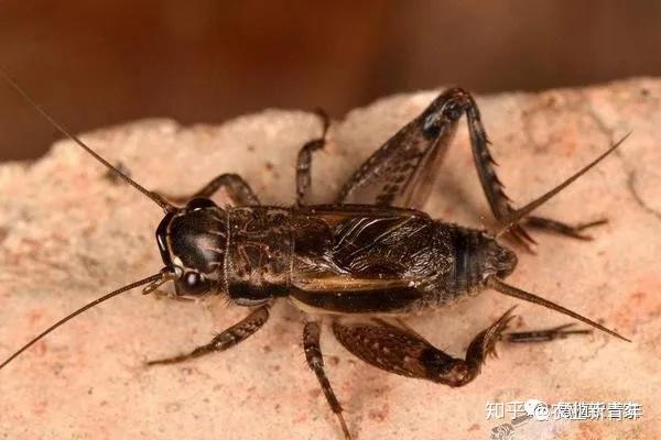 地下害虫系列五我国常见蟋蟀的识别和防治