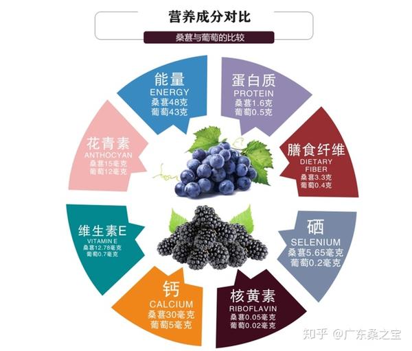 桑葚红酒与葡萄红酒的营养成分比较:据相关研究发现利用现代酿酒技术