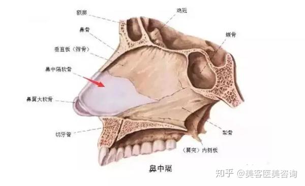 它是隔开两个鼻道的透明软骨,外侧有黏软骨膜包裹.