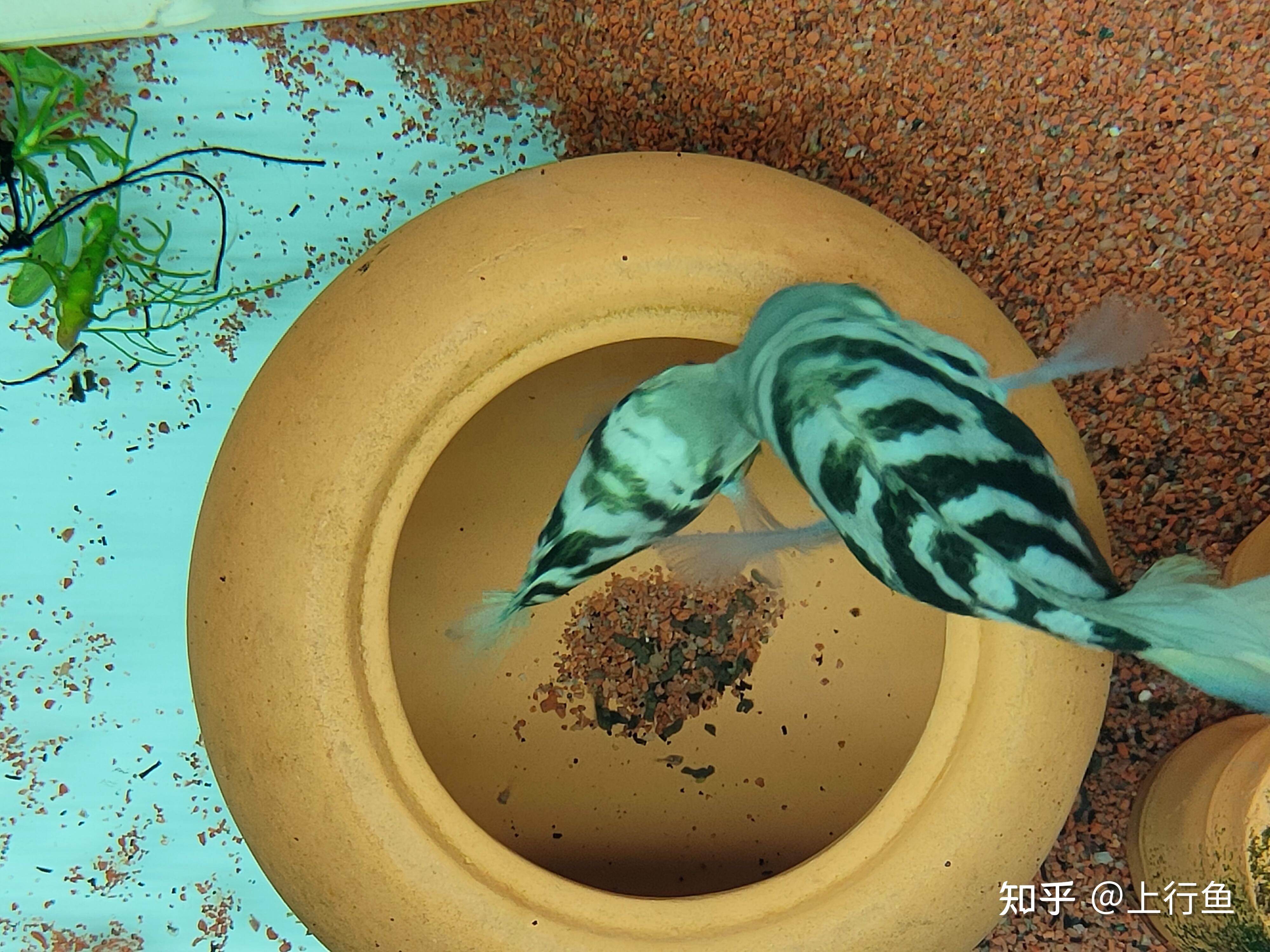 迷你鹦鹉鱼产卵后需要注意什么