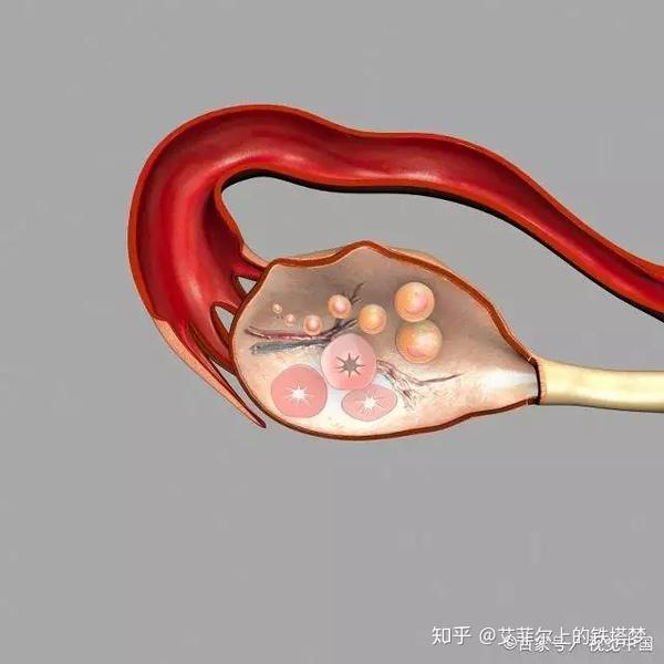 卵泡,卵子,胚胎质量,怀孕前搞清三者关系!
