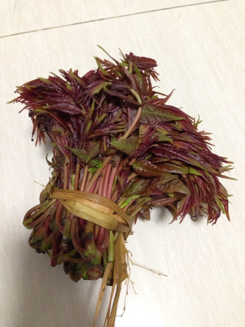 北方春季都有什么树种的嫩芽/野菜可以吃?