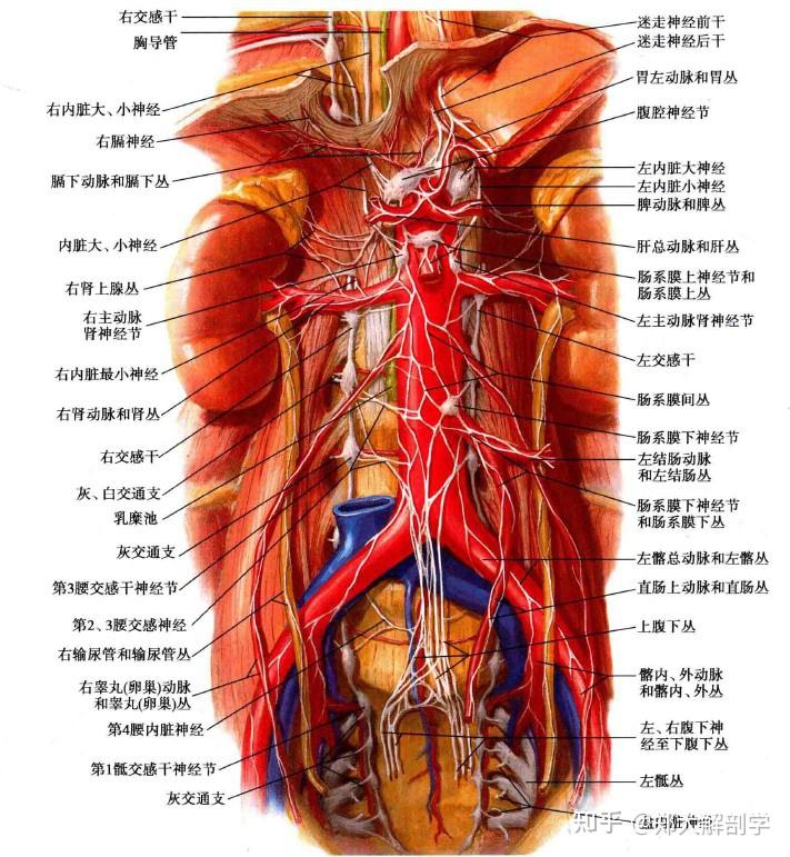 从该节或从神经干上发出一些细支,分布到胸主动脉,肋间后动脉,食管及