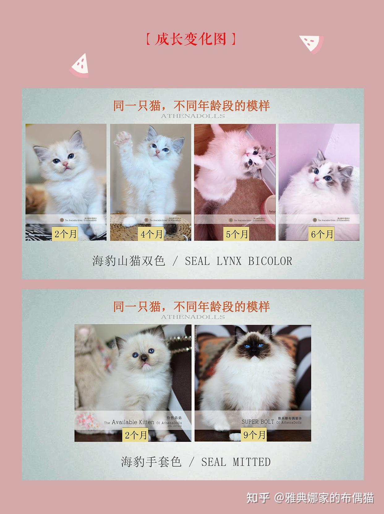 一组图带你了解布偶猫的成长过程布偶猫的尴尬期