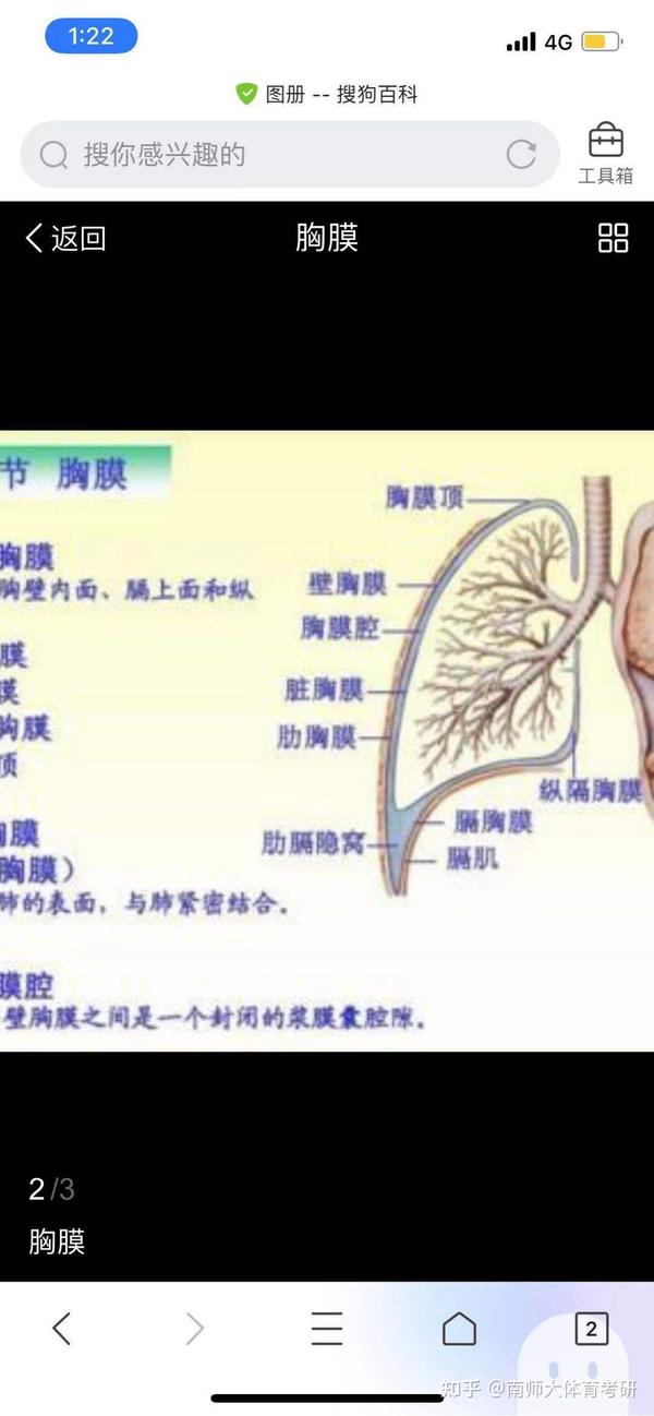 胸膜腔内压 胸膜腔:指胸膜脏层和壁层之间的一个密闭腔隙, 作用:1.