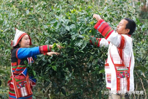 【民族的故事】基诺族里一朵"太阳花"的爱情故事