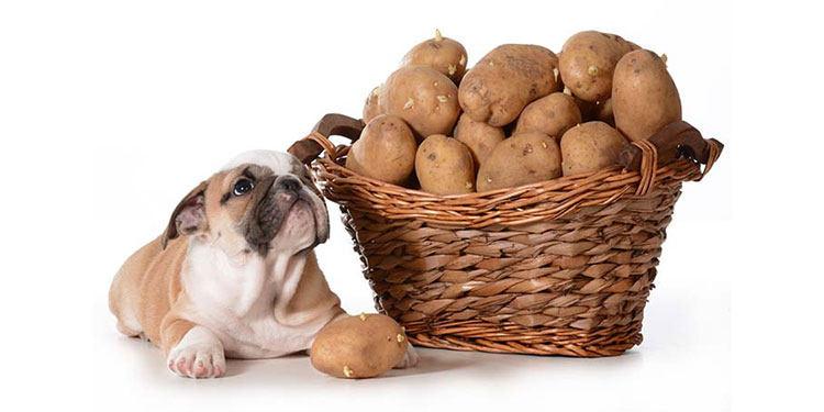同是potato,马铃薯和红薯对狗狗区别吗?