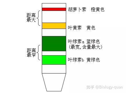 类囊体膜:光合色素,与光反应相关的酶. 2. 绿色植物光合作用的场所.