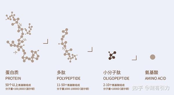 都在说补充蛋白质你知道多肽与蛋白质氨基酸的区别么