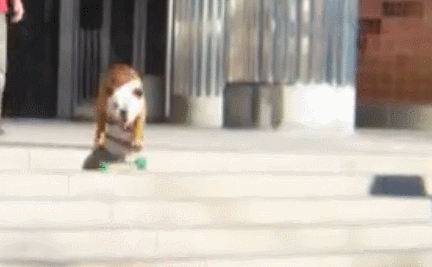 ▼后腿蹬加速,移动重心改变方向, 连carving它都不在话下