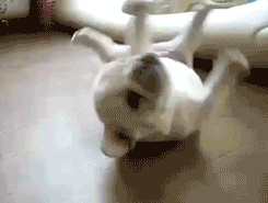 245_185gif 动态图 动图