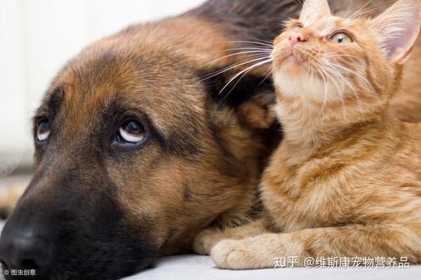 能与狗子和谐相处的猫主子需要满足以下条件