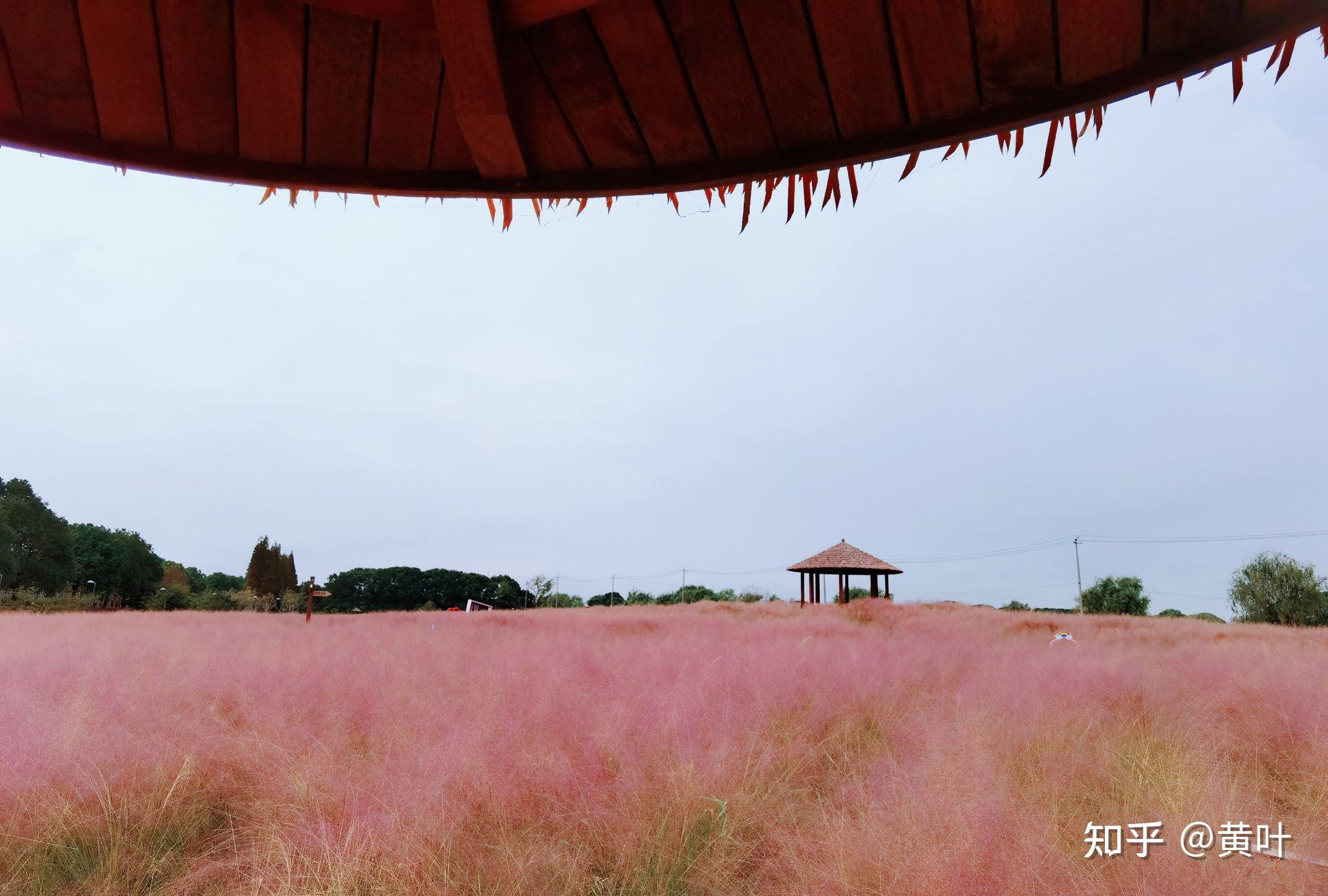 在最美的季节绽放淀山湖花海公园粉黛乱子草美得象一幅画不去只能等