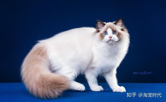 哪里可以买到纯种布偶猫如何识别真正的布偶猫