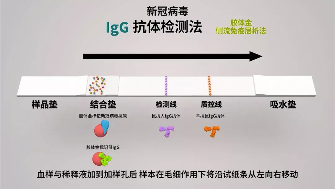 科普新冠病毒抗体检测胶体金法原理