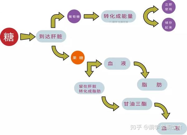 「燃糖模式」,二是以酮体作为主要燃料的 「燃脂模式」 而脂肪就会被