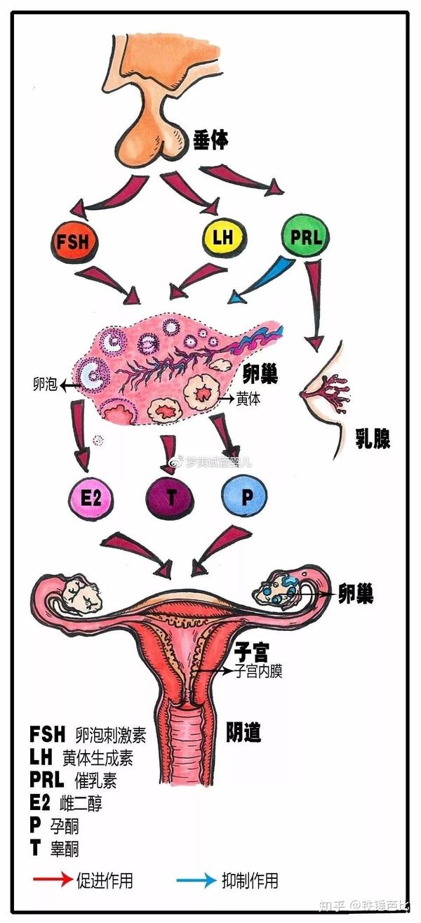 卵泡刺激素与黄体生成素